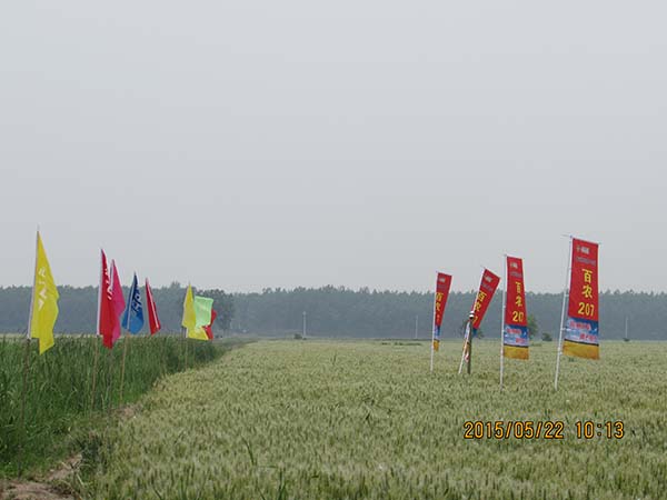 小麦新种类“蜀麦133”随机测产：亩产超600公斤