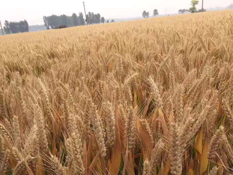 【48812】近期雨水多小麦条锈病要 防备为先防治结合